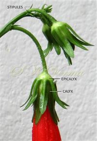  Inflorescence-Terminal cyme